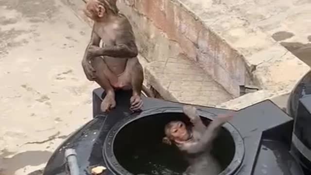 Monkeys dipping into drinking water tank to avoid summer heat