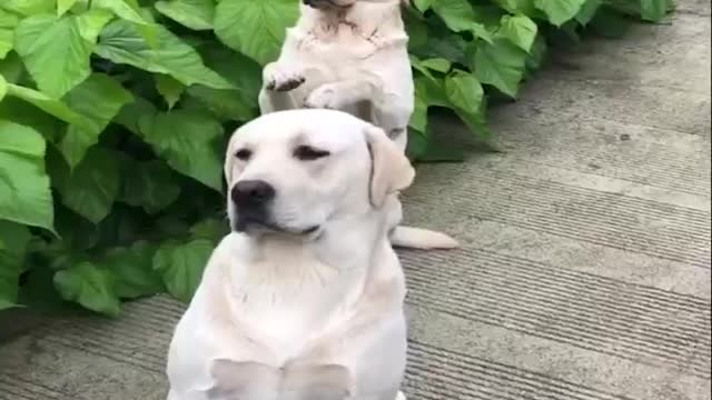 Funny and Cutest labrador puppies | Funny Dog Videos 2022