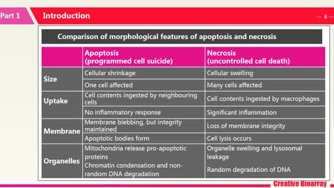 Cell Apoptosis Assays