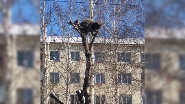 Funny story of a climbing cat