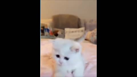 Cute and Funny pets 1 #shorts