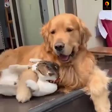 Cat_and_Dog_Friendship_-_Dog_and_Cat_Pure_Love_#