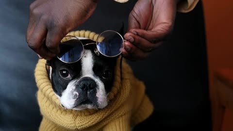 A Man Putting Sunglasses to His Dog