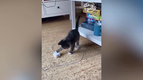 Funny Cats Reaction for toys