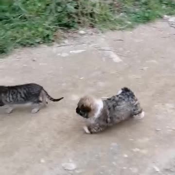 Cute puppy tries to play with a cat who is not interested