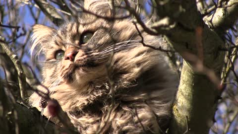 Tabby Cat in a Tree