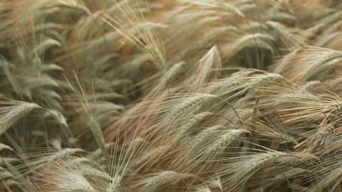 wheat-plants-in-field