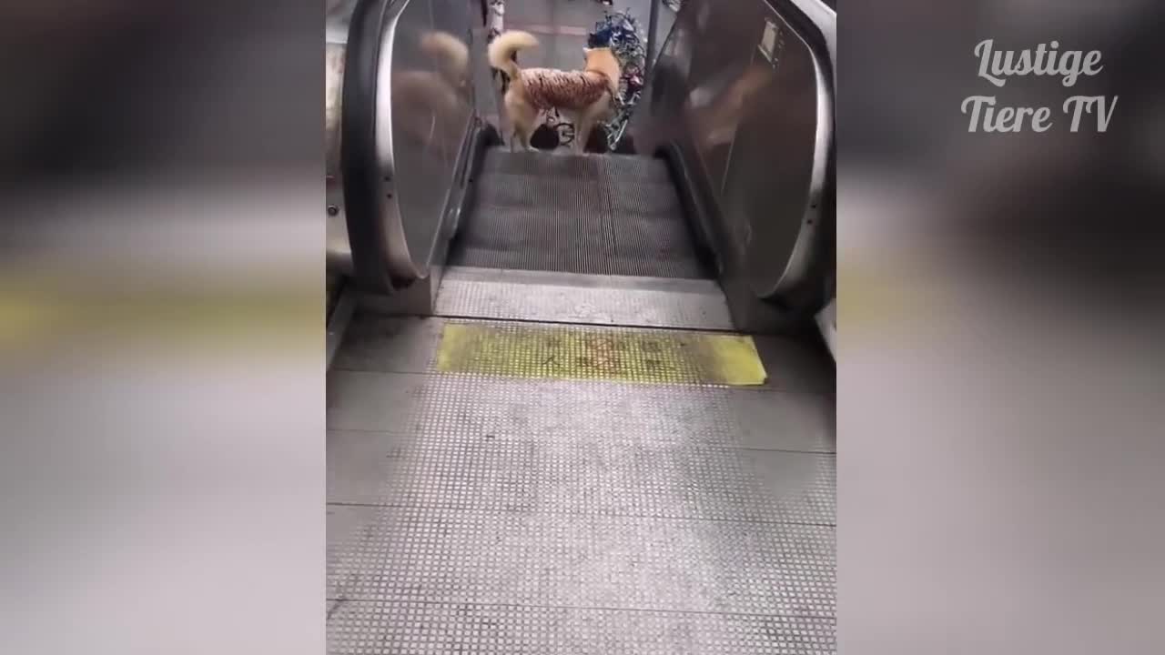 Super Cute and Funny Animals
