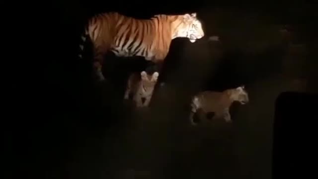 Mother Tiger is walking on the way with their kids in India