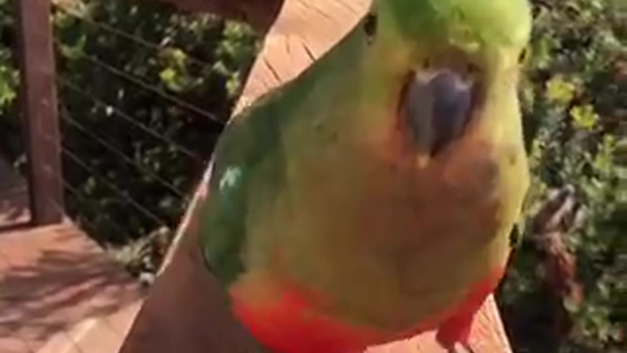 Beautiful bird 🐦 trending video