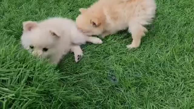 Cute German Spitz on the move