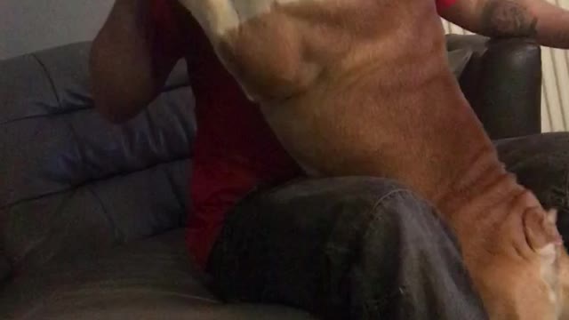 English bulldog wants a beer and if he’s not having it nobody is