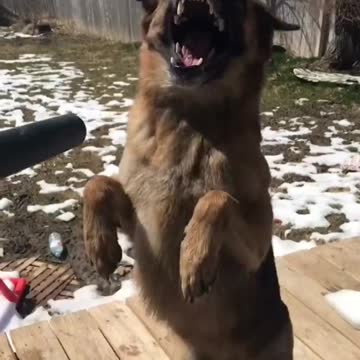 Ovejero Alemán juega con un soplador de hojas