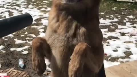 Ovejero Alemán juega con un soplador de hojas