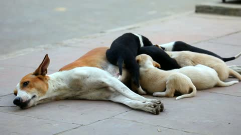 Dog cubs eating from their mother