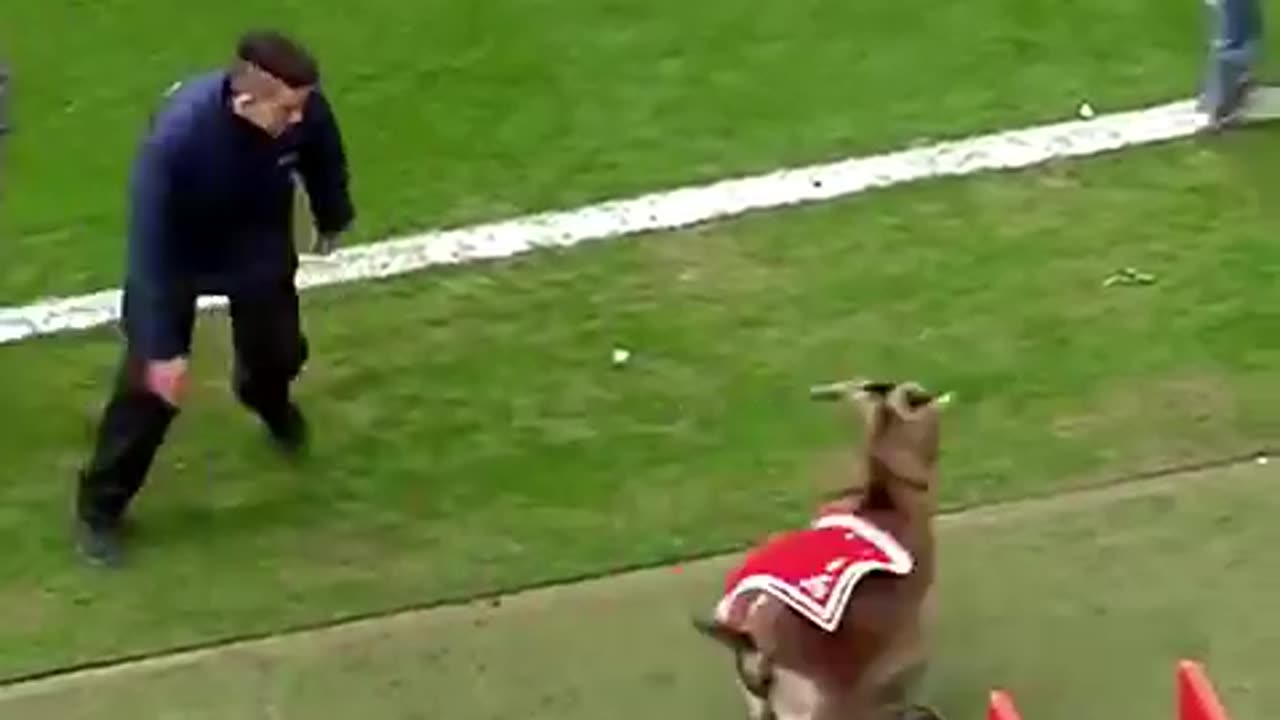 Animals in Football //funny animals in football