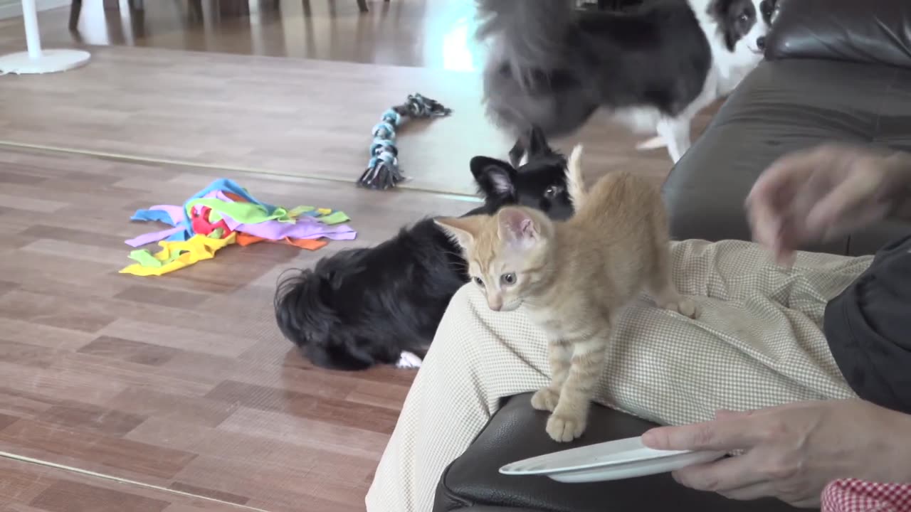 _Dog Person_ Dad Becomes Totally Obsessed With a Rescued Tiny Kitten