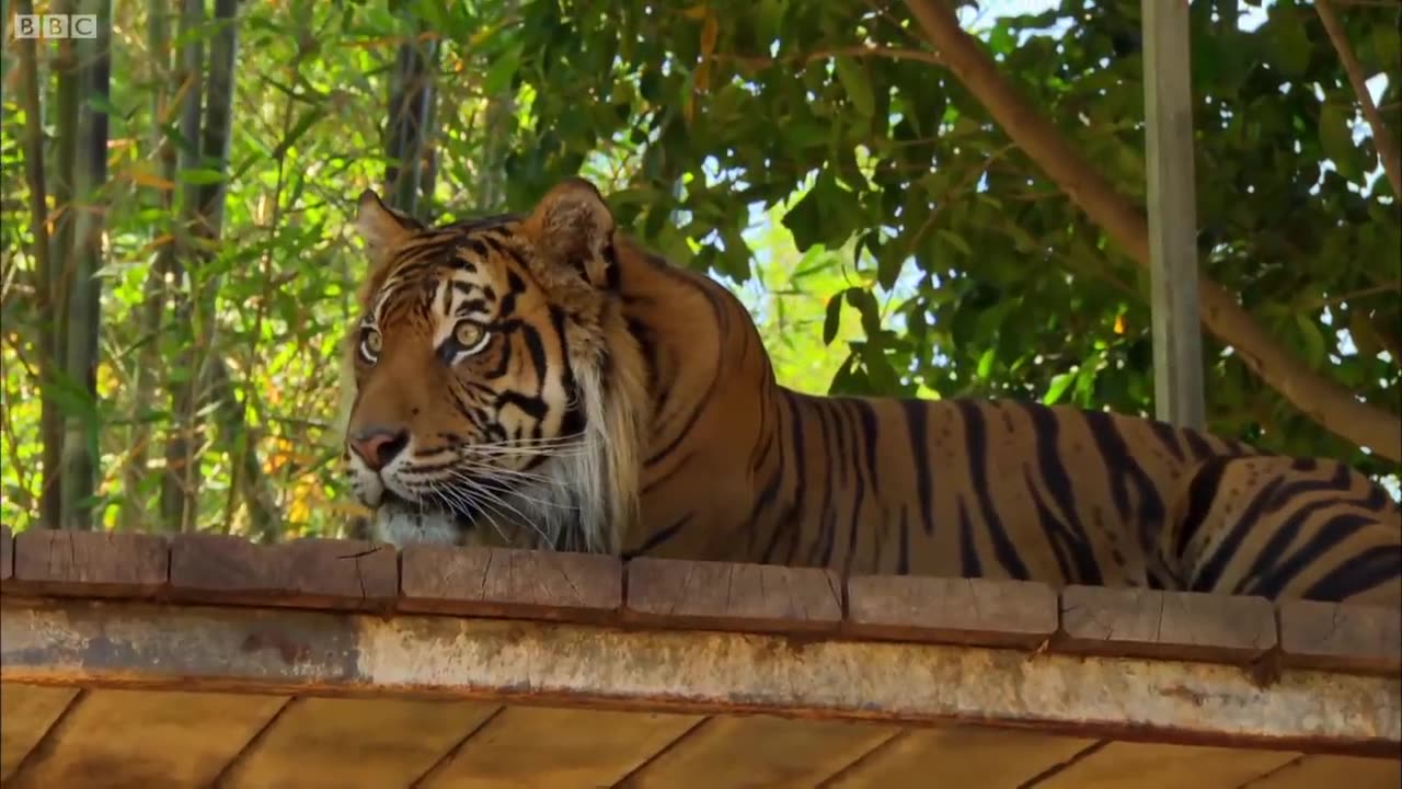 Cubs Meet Adult Tiger for the First Time - Tigers About The House - BBC Earth