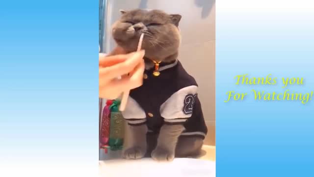 Cat Brushing Its Teeth and Washing Its Face