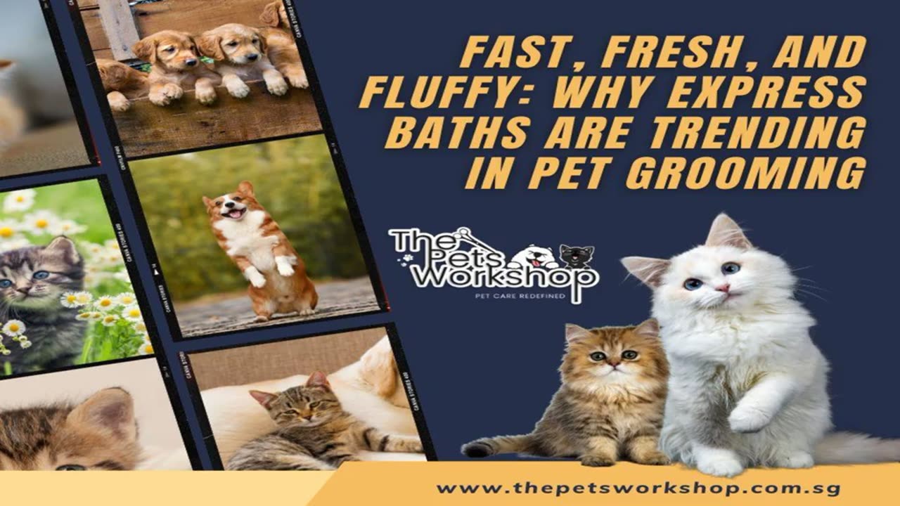 Unlock Your Potential in Pet Grooming with Our Training — The Pets Workshop