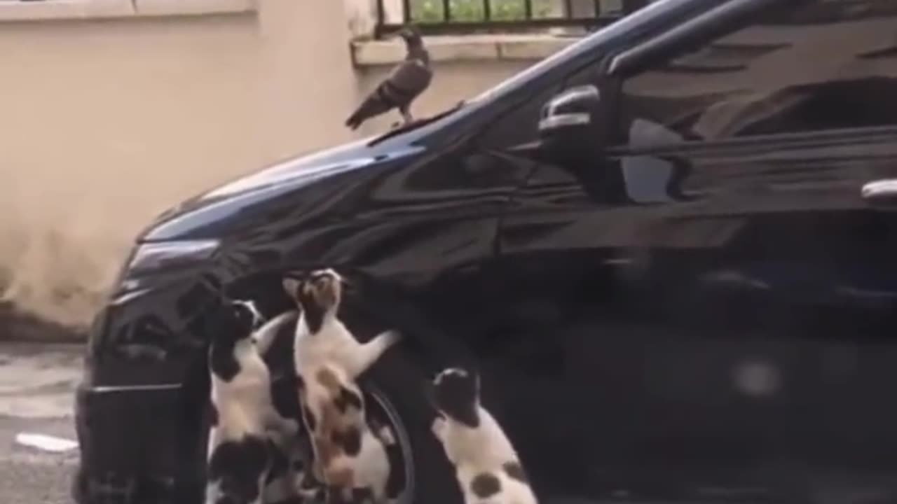 This poor bird is in danger from these 3 cats!