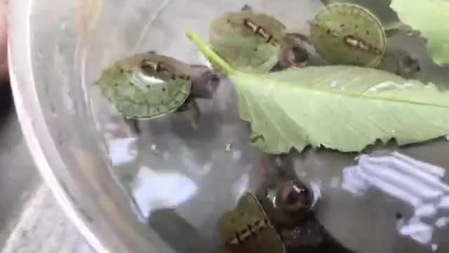 কচ্ছপের খাবার তালিকা । কচ্ছপ কি খায়। Tortoise Care. Tortoise Food.