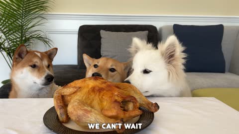 3 DOG EATS A WHOLE CHICKEN DOG FOOD SAMOYED WITH A WHOLE CHICKEN - CUTE DOG