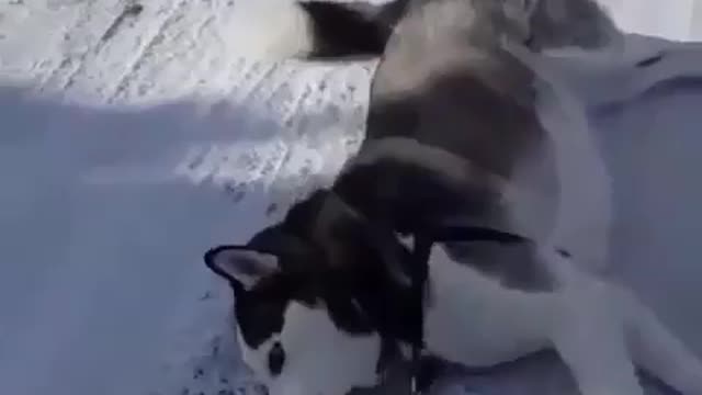 Funniest Siberian Husky Dog Videos 😁😇 Best Funny Animal Videos 2022 😺 Funny Dog Videos 2022 😁