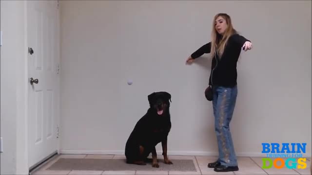 Brain Training For Dogs