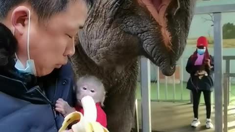 The owner feeds the baboons and elephants