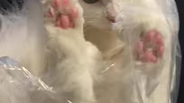 The cat in the envelope.