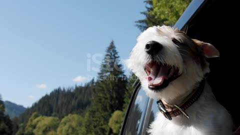 Jack Russell Terrier looks out the open window of the car. Close up Slow motion V3 stock video