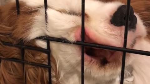 Brown dog asleep against cage with mouth open