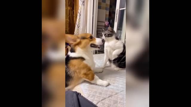 Cat's Funny Videos 2022