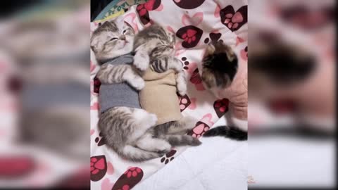 So Cute Cat Funny Videos