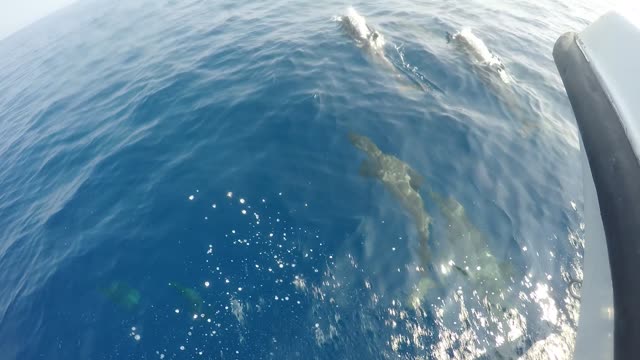 REALLY Friendly Baby DOLPHIN FALLOW THE MY SHIP