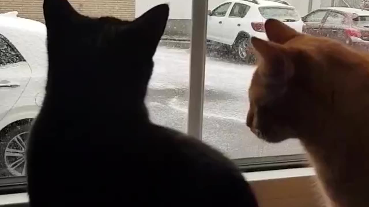 Luna is watching the snow fall | It doesn't seem to end soon