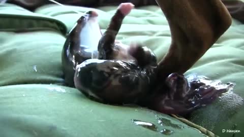 Dogs are amazing on giving birth