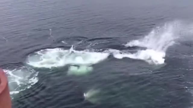 Amazing Whale Feeding