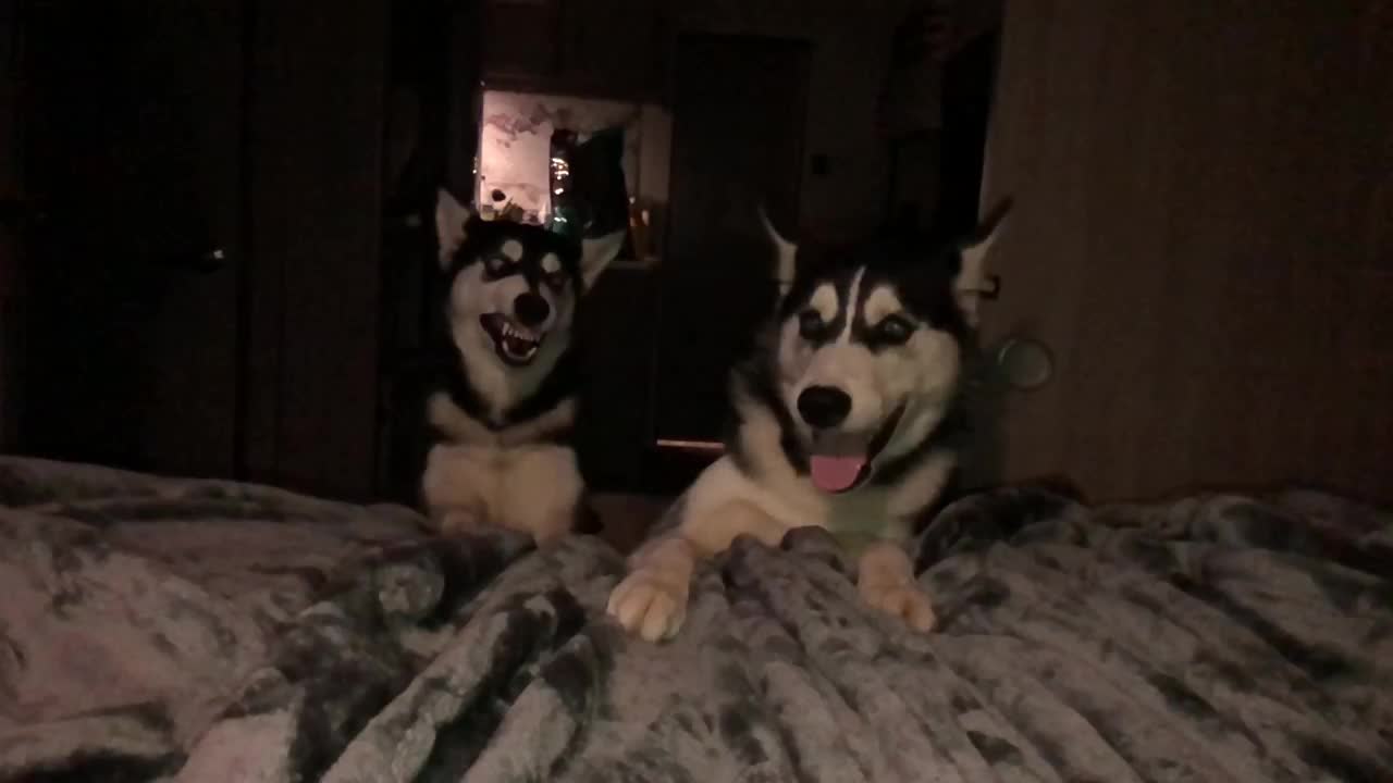 Slow motion Siberian Husky brother and sister play fighting is hilarious