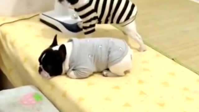 The dog knows how to spread the mat and turn on the fan when it's time to sleep