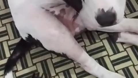 Funny animal video
