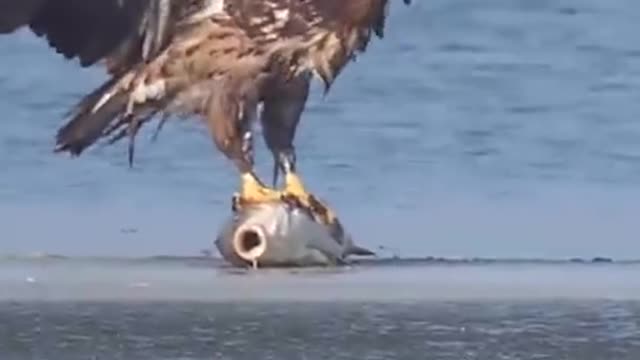 White tailed sea Eagle catching big carp