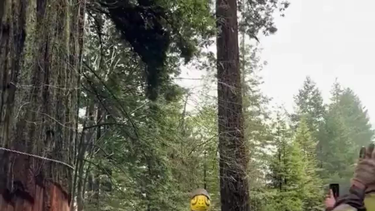 Giant Tree Cutters