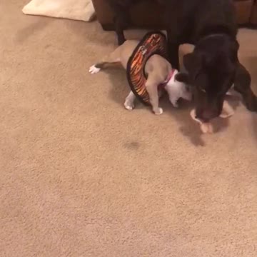 Cachorro se vuelve parte del juguete de un perro