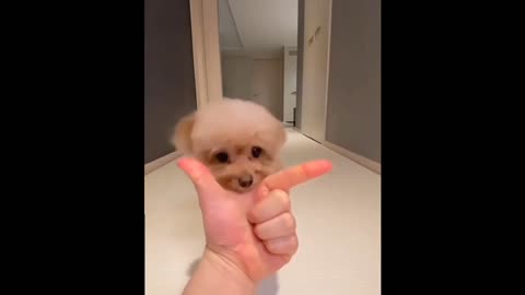 Funny & Cute puppy Compilation video 2