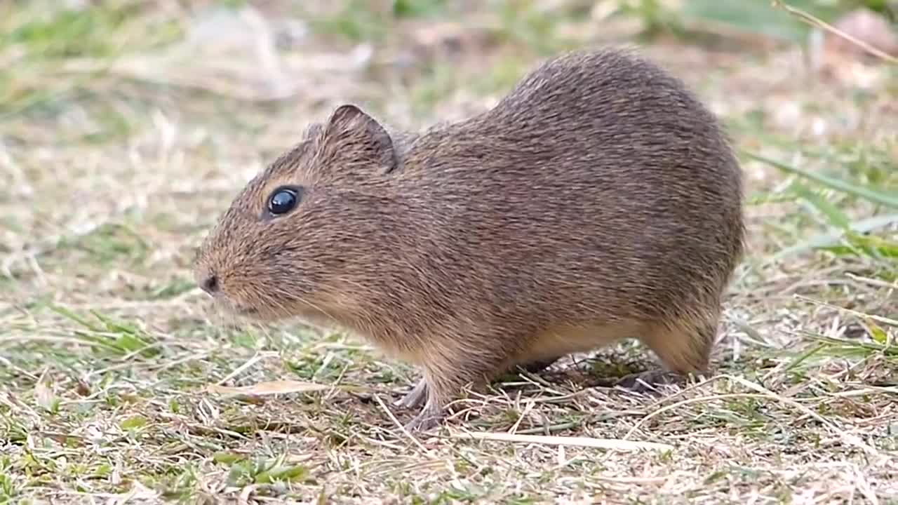 animal fauna brazilian sertaneja PREÁ SILVESTRE wild animal sertanejo campestre brazilian brazil