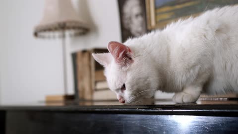 Adorable White Kitten Exploring the Shelf