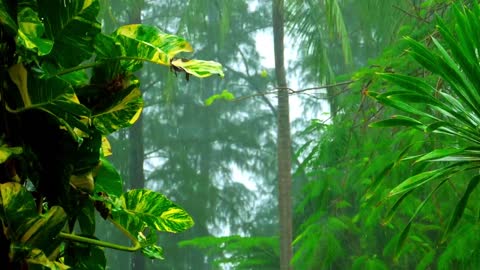 30 Minutes of Relaxing Rain Sounds Yoga