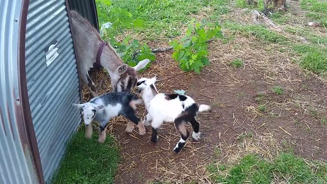 Two newborn mini Alpine goats